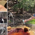 A photo collage featuring four outdoor scenes from the Earth Day walk